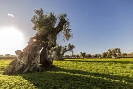 Adipiscing Mattis Pellentesque